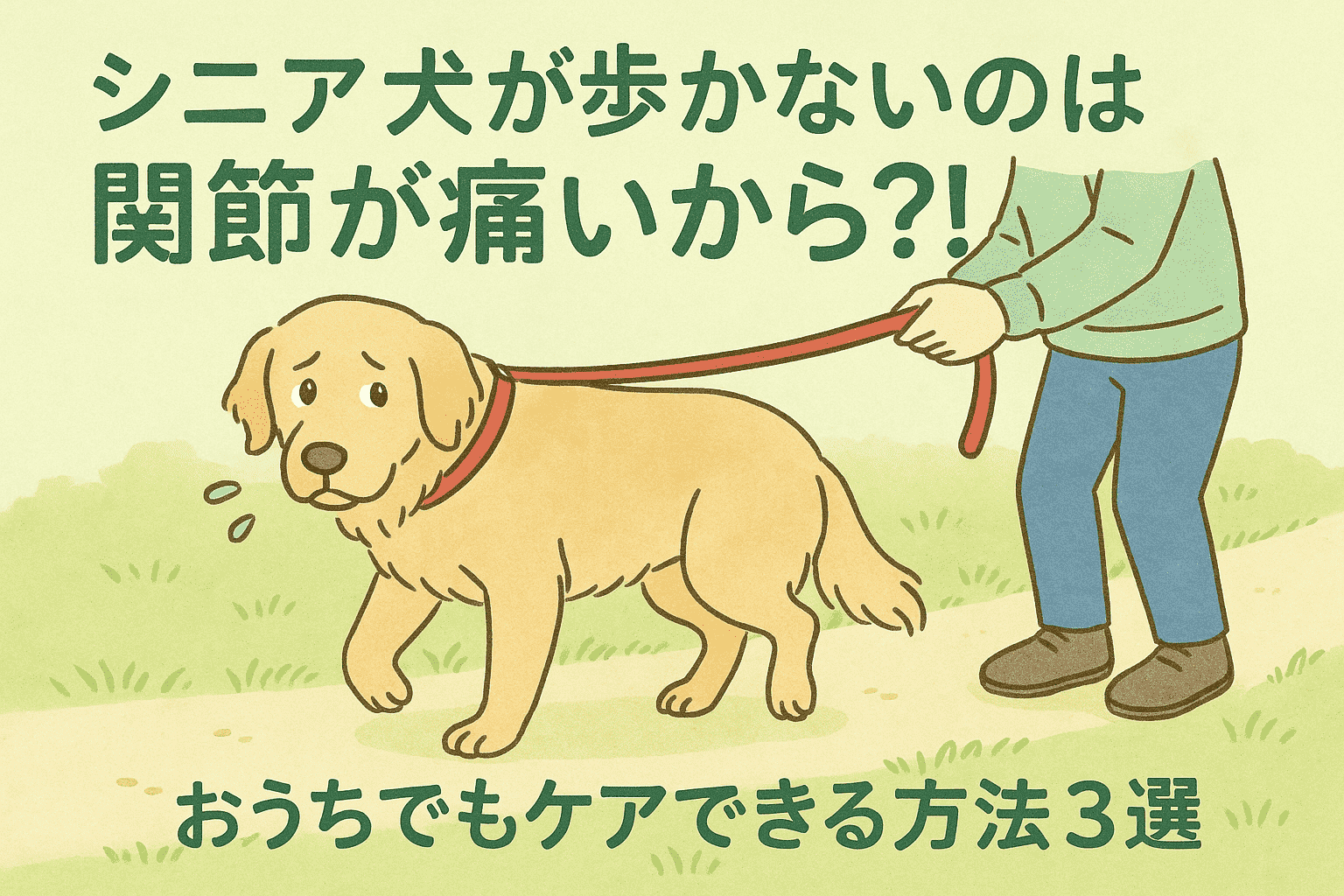シニア犬　歩かない　関節
